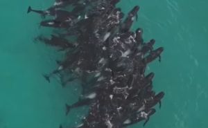 Više od 50 delfina se nasukalo u Australiji, uginuli su