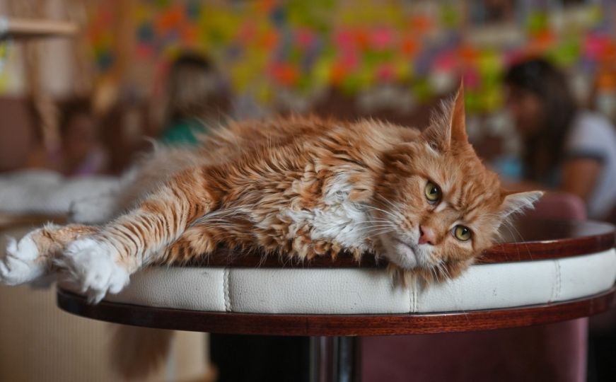 Vrlo su pametne: Evo kako se mačke rashlađuju u vrelim danima