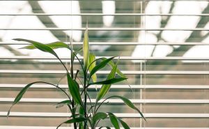 Držite li vi spuštene roletne u stanu tokom dana? Evo zašto to nije dobro!