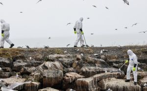 Ptičja gripa se brzo širi u Norveškoj i Finskoj, uginulo hiljade ptica