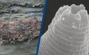 Naučnici oživjeli parazita starog 46 hiljada godina - bio zamrznut u 'vječnom ledu'