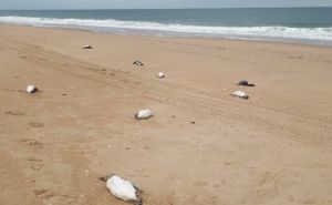 Misteriozan događaj: Hiljade pingvina pronađeno mrtvo na plažama