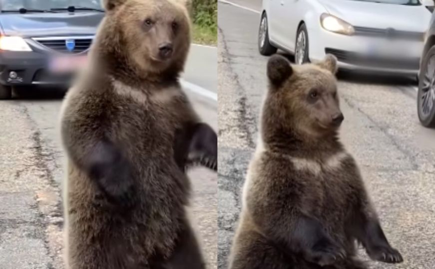 "Gdje ste, ljudi!": Medvjedi zaustavili saobraćaj i 'pozdravljali' vozače