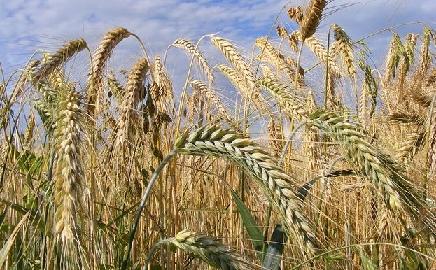Rusija nije ponudila Ujedinjenim nacijama nikakvo besplatno žito