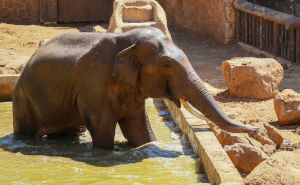 Kupanje slonice Gabi posebna atrakcija za posjetioce Parka za zaštitu divljih životinja u Turskoj