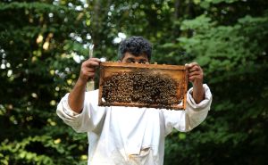 Jeste li znali: Iranski pčelari proizvode med u najstarijoj šumi - Hirkani