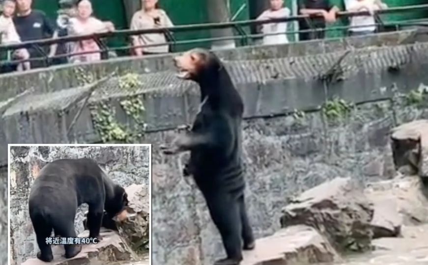Zoološki vrt nakon bizarne snimke tvrdi: "Naši medvjedi su pravi, to nisu ljudi obučeni u kostime"