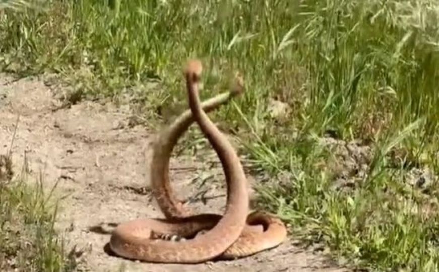 Pogledajte video: Ovako izgleda sukob mužjaka zmija koji se bore za svoju partnericu
