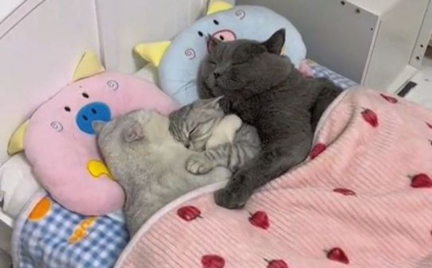 Ovo će vas rastopiti: Pogledajte video mačića koji spava u zagrljaju svojih najdražih