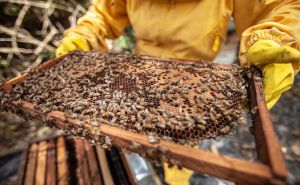 Pčelari u problemima: Tegla meda postat će nedostižna za mnoge građane