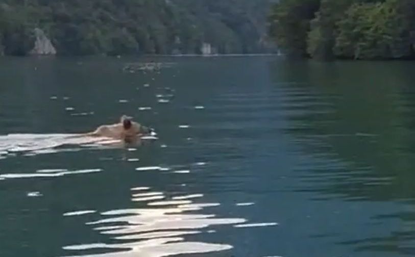 Medvjed snimljen kako kako pliva u Drini, pogledajte video