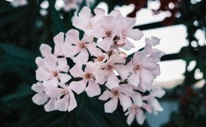 Biljka poznata po ljepoti i toksičnosti: Kako pravilno uzgojiti Oleander?