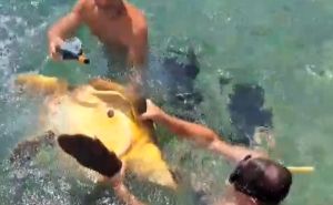 Pogledajte snimak: Muškarci u Dalmaciji malteretirali kornjaču, čupali je za peraje