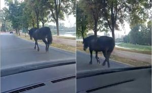Nesvakidašnja scena u Zenici: Konj prošetao Bulevarom u centru grada