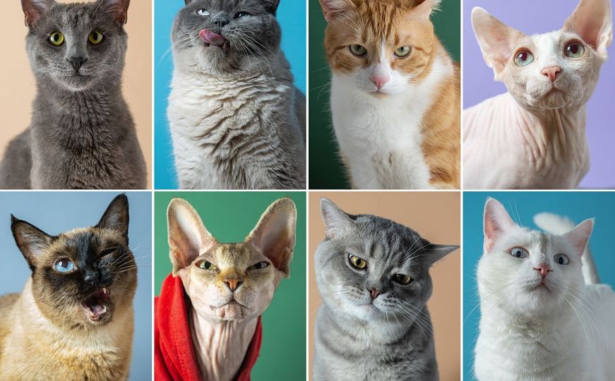 Mažljive šapice slave: Danas se obilježava Međunarodni dan mačaka