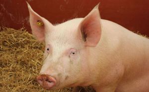 Loše vijesti: U BiH virus afričke svinjske kuge potvrđen na 560 imanja, eutanazirane 28.784 svinje