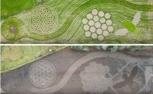 Umjetnost u prirodi: Pogledajte nevjerovatno djelo "Cvijeće života" umjetnika Michaela Uya