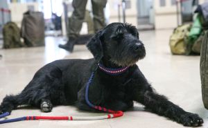 Vrhunac bezosjećajnosti: Rekli mu da ne može letiti sa psom, a on ga ostavio na aerodromu i otišao
