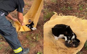 Priča koja će vam uljepšati dan: Mostarski vatrogasci s drveta spasili macu i mačiće
