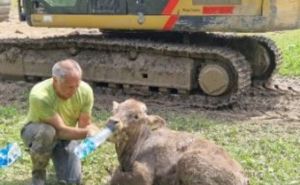 Čudo u Sloveniji: Poslije skoro sedmicu tele spaseno iz blata