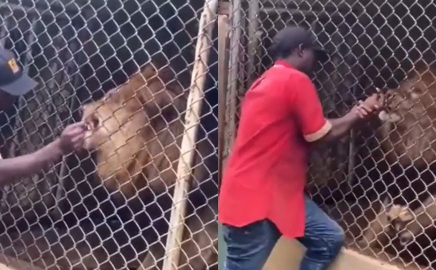 Uznemirujući video: Provocirao lava, a onda uslijedio šok za sve prisutne