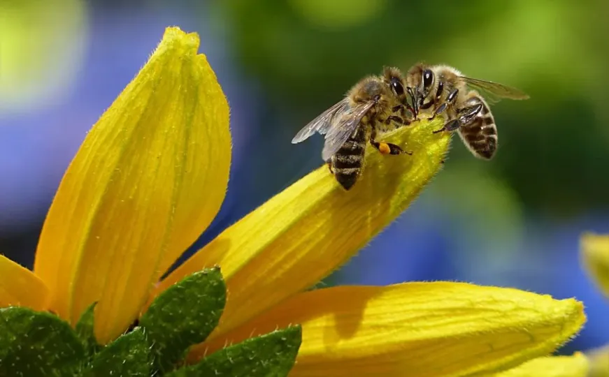 Ovo je budućnost: Umjetna pčela oduševljava rezultatima, evo na koji način funkcioniše