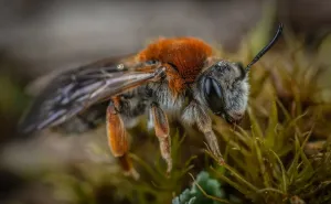 Pčelari otkrili tajnu: Ovo uradite kada vas ubode pčela...