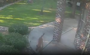 Planinski lav teroriše porodice u Kaliforniji: Pogledajte kako ga je hrabri pas otjerao