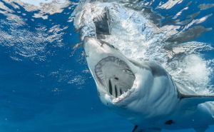 Savjet za odbranu: Od 120 vrsta morskih pasa, samo 20 napada ljude
