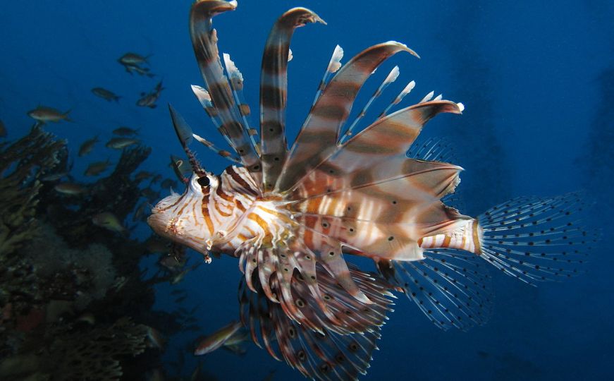Upozorenje za turiste: Otrovna vrsta riba viđena na više lokacija u Jadranu