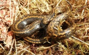 Nova vrsta zmije nazvana po poznatom glumcu: "Harrisonfordi" je gmaz iz planinske džungle