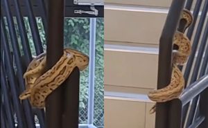 Stanare zgrade 'iznenadio' nenadani gost: U stubištu se pojavila zmija