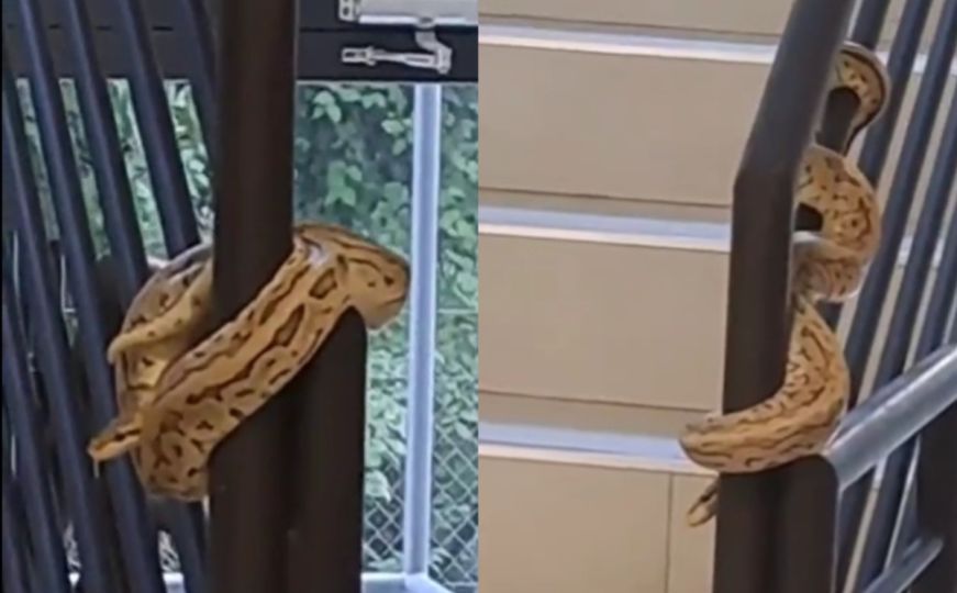 Stanare zgrade 'iznenadio' nenadani gost: U stubištu se pojavila zmija