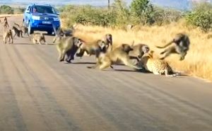 Napao je jednog od njih i to je bila greška: Pogledajte nevjerovatnu bitku između majmuna i leoparda