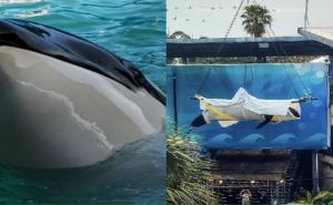 Tužne vijesti: Uginula orka Lolita koja je u zarobljeništvu provela 53 godine