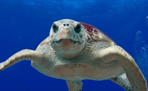 Glavata želva i dalje 'vreba' hrvatskim primorjem: Ugrizla nekoliko kupača