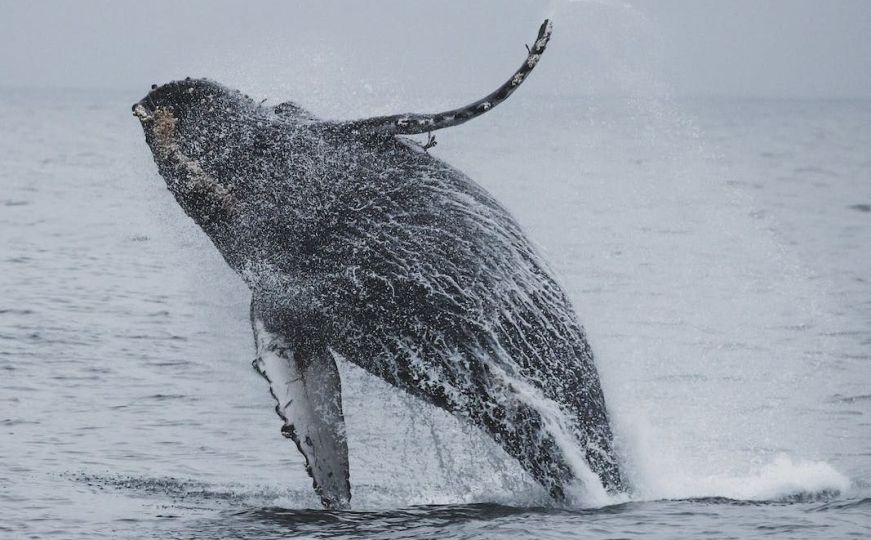 Muškarac snimio misteriozno ponašanje kitova: "Šta radi ovo?"