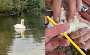 Radnici KJU za zaštićena područja Sarajevo spasili labuda kojeg je neko pogodio strelicom