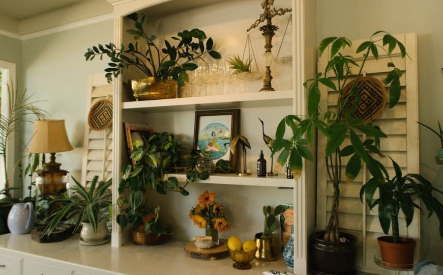 Kućne biljke koje pomažu sniziti temperaturu u domu