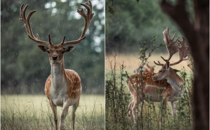 Veličanstveni prizori iz hercegovačke prirode: Pogledajte očaravajuće fotografije jelena lopatara