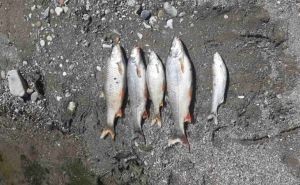 Pomor ribe u rijeci Bosni kod Vranduka