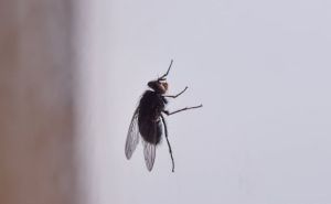 Da li ste znali da uz pomoć obične čaše možete otjerati dosadne muhe?