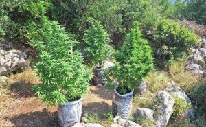 Makarska: 63-godišnjak među maslinama uzgajao marihuanu