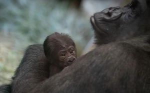 Čudo u zoo vrtu: Mislili su da je muško, a onda je stiglo novorođenče