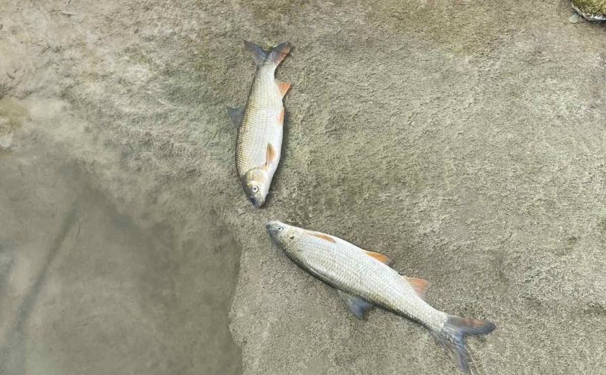 U toku velika istraga: Pomor ribe u rijeci Bosni