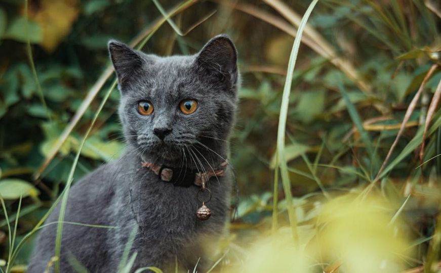 Burmanska mačka: Mistična ljepotica koju mogu imati i oni alergični na dlaku