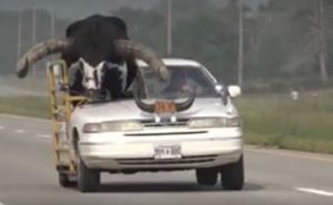 Ovo nećete vidjeti svaki dan: Muškarac u autu vozio bika od 600 kilograma, policija u šoku