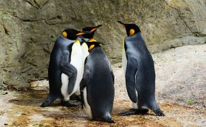 Nepoznata osoba provalila u ZOO vrt i kamenom odrubila glavu pingvinu