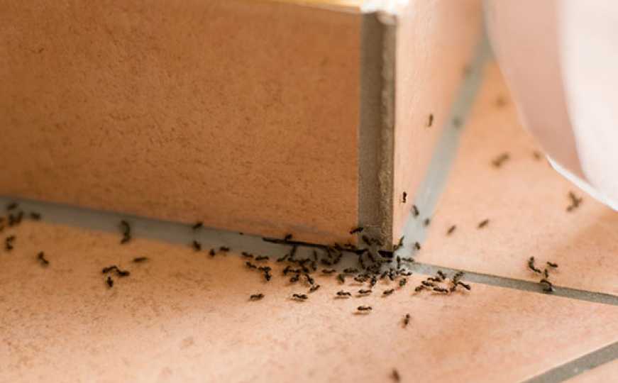 Imate problem sa kukcima i mravima u vašem domu? Ovo su pravi savjeti za vas