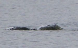 Objavljene nove fotografije: Žena tvrdi da je snimila čudovište iz Loch Nessa?